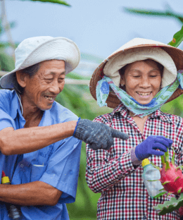 How TRoo Agriculture Helps Farmers Get A Good Pomegranate Produce