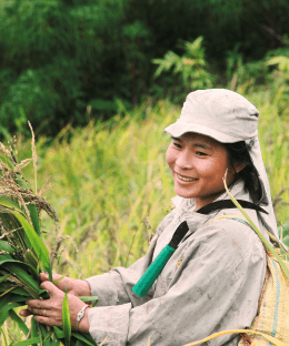 How TRoo Agriculture Helps Farmers Get A Good Pomegranate Produce